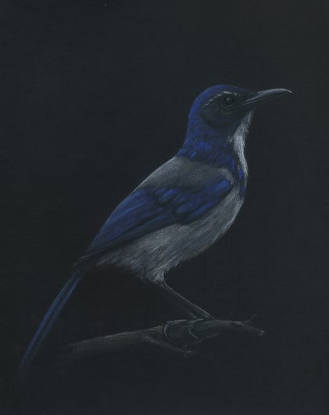 Image of Scrub Jay Study - Drawing on Paper