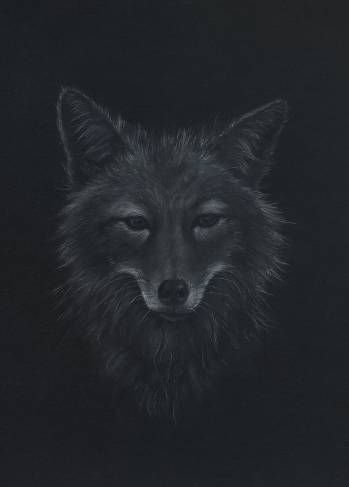 Image of Coyote Study - Drawing on Paper