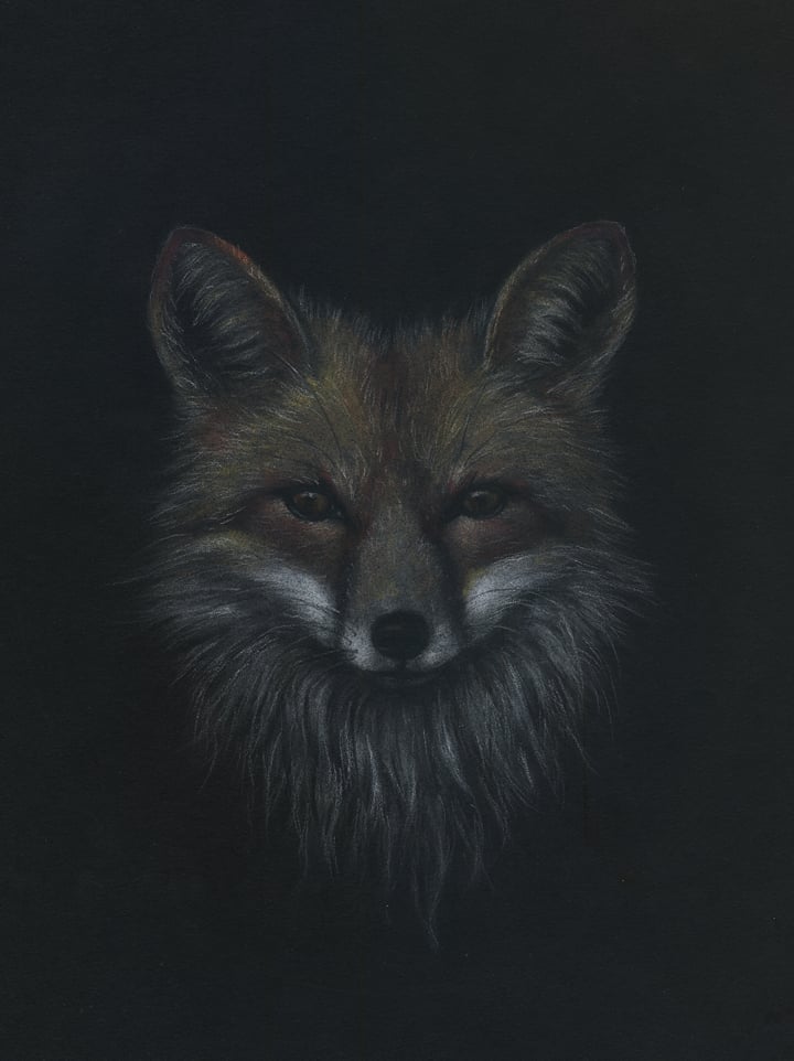 Image of Red Fox Study - Drawing on Paper