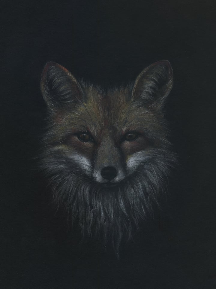 Cate Rangel — Red Fox Study - Drawing on Paper