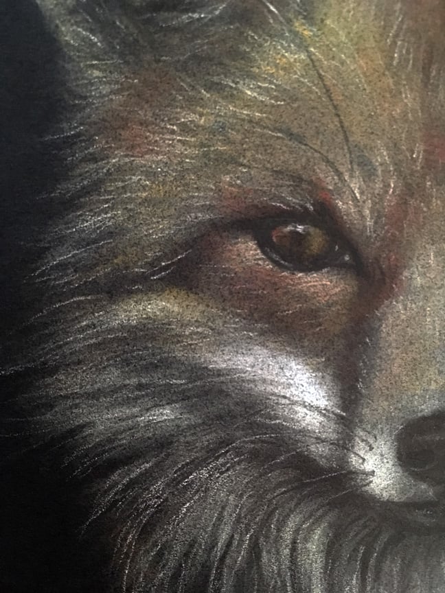 Cate Rangel — Red Fox Study - Drawing on Paper