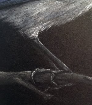 Image of Scrub Jay Study - Drawing on Paper