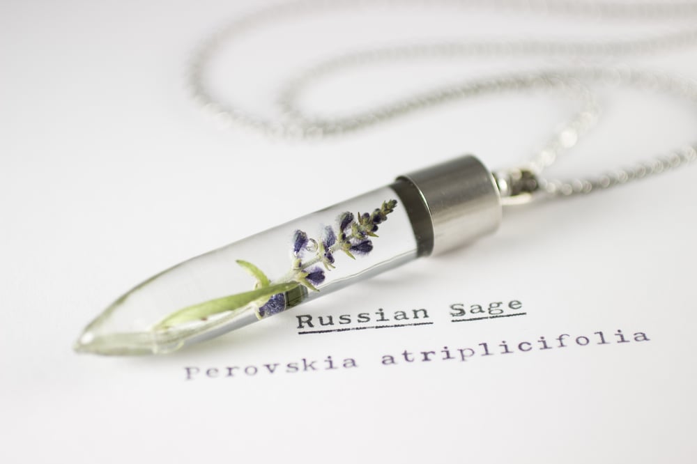 Image of Russian Sage (Perovskia atriplicifolia) - Medium #1