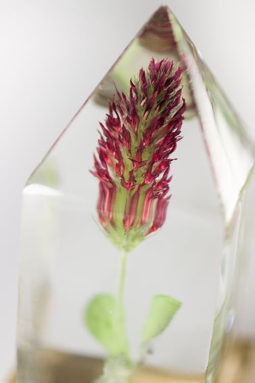 Image of Crimson Clover (Trifolium incarnatum) - Floral Prism Nightlight