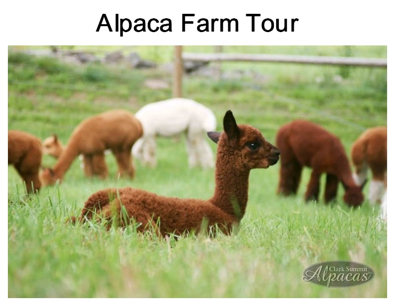 Alpaca Farm Tour Meet Alpacas Hour Tour