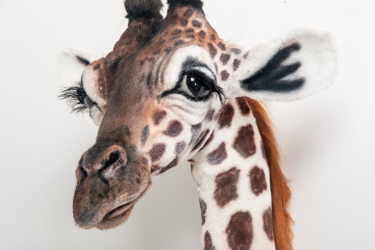 Image of Baby Giraffe Sculpture