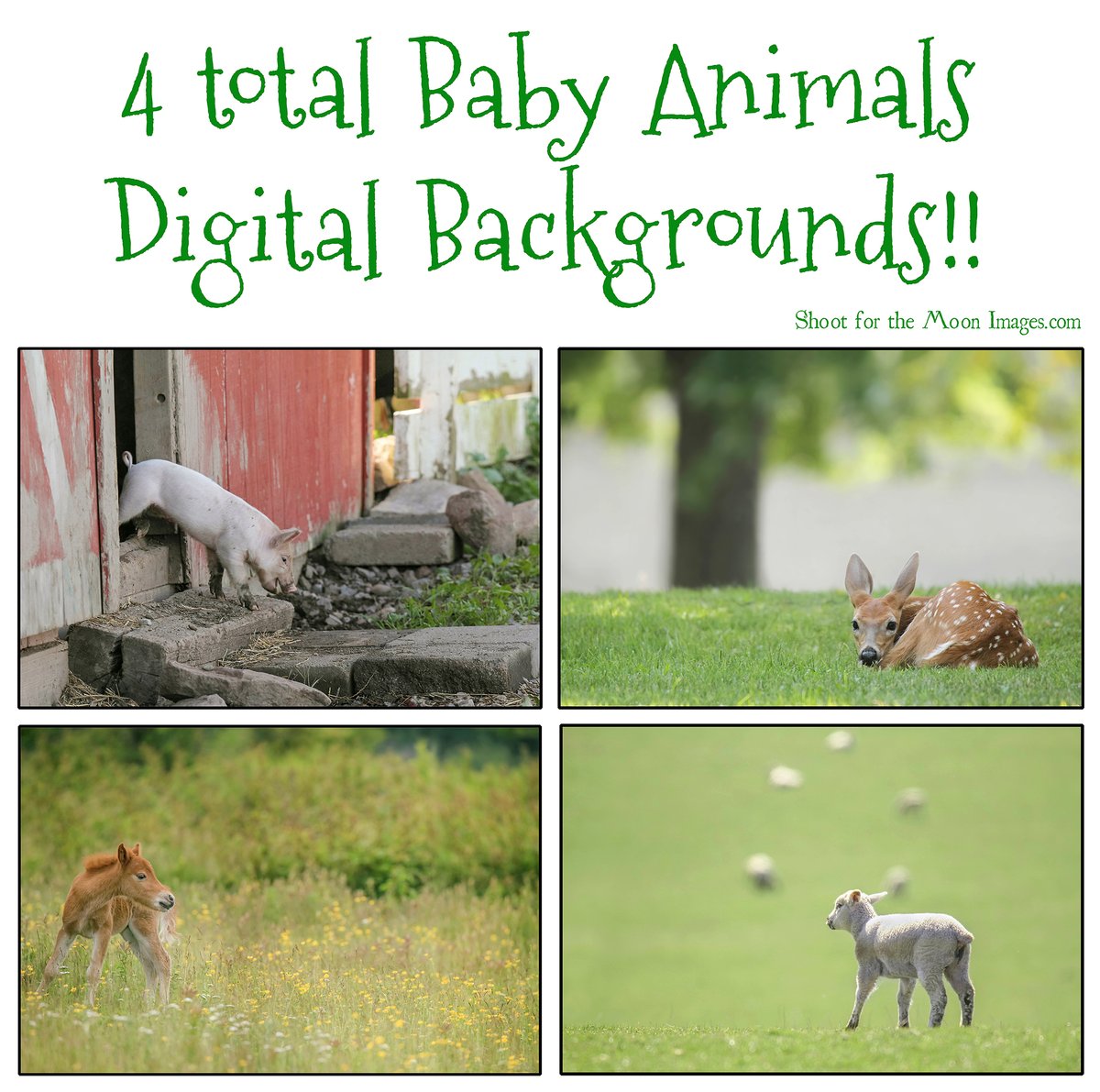 Image of Baby Animals Digital Backgrounds
