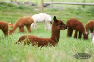 Alpaca Farm Tour Meet Alpacas Hour Tour