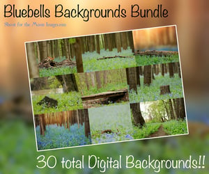 Image of Bluebells Backgrounds Bundle