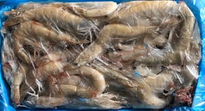 Image of Champmar Shrimp Head  30-40 4 lb