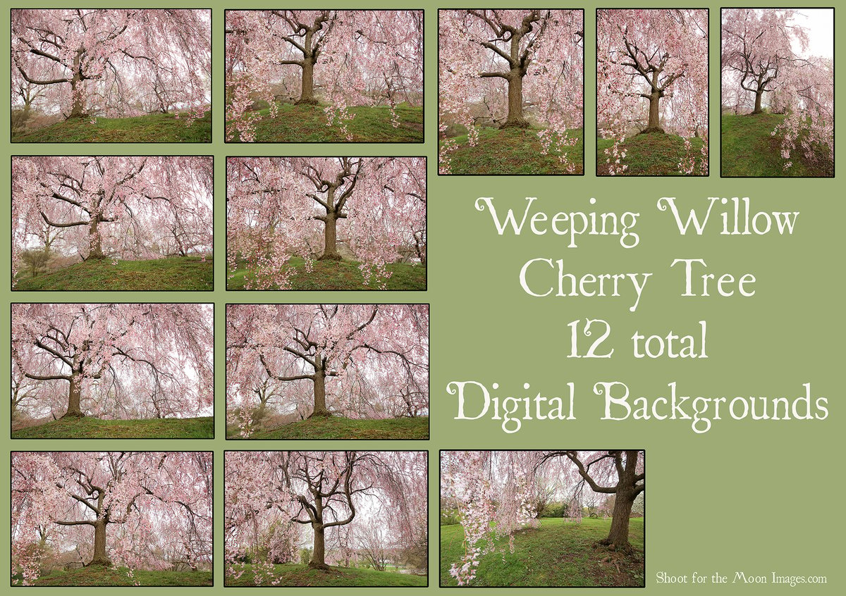 Image of Weeping Willow Cherry Tree Digital Backgrounds 