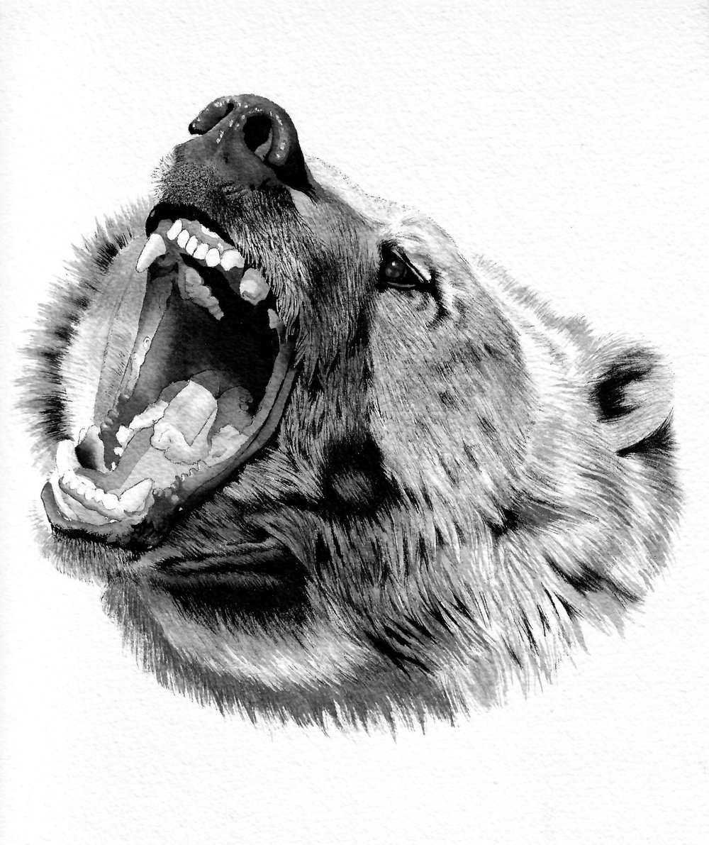 Image of Angry Bear Watercolor Painting 