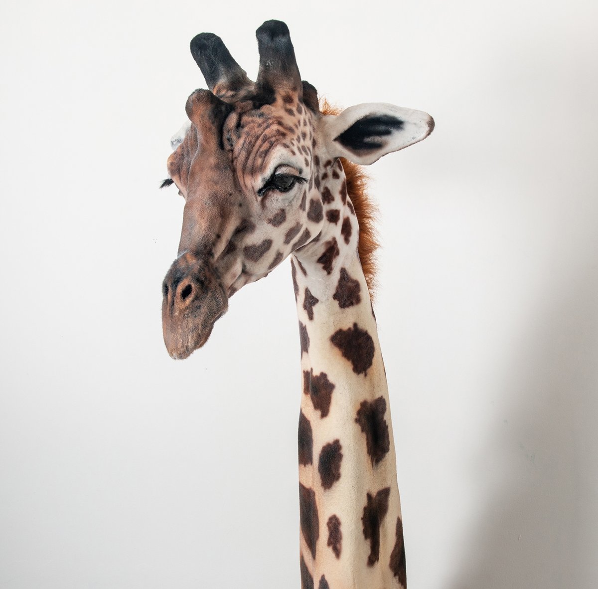 Image of Giraffe Sculpture
