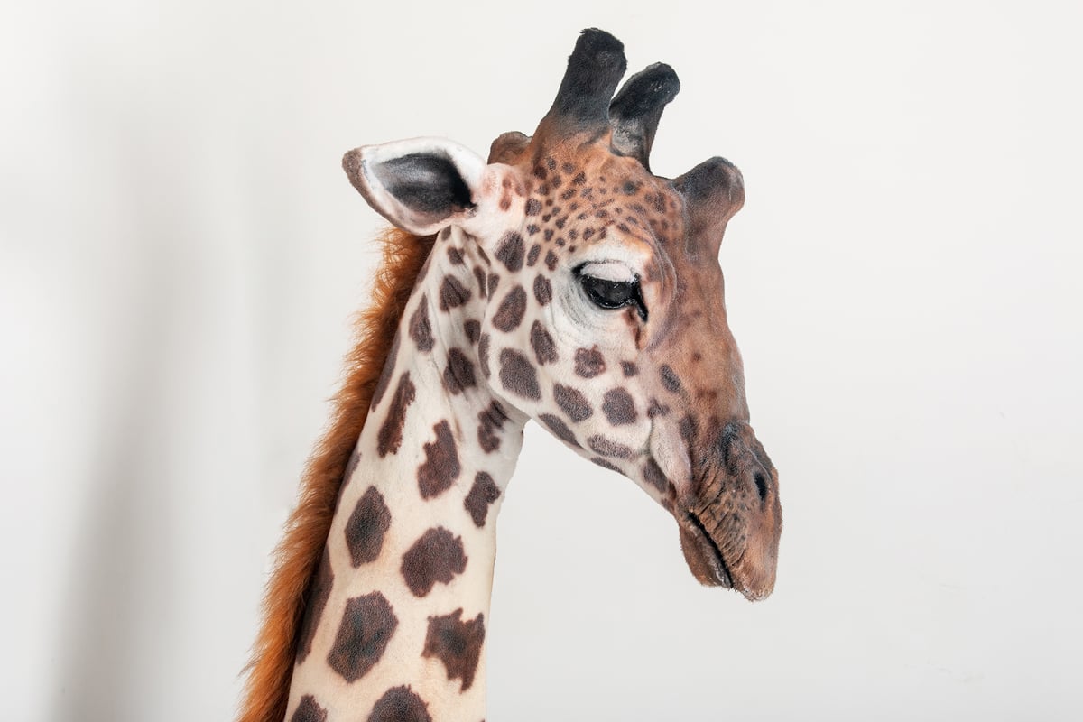 Image of Giraffe Sculpture