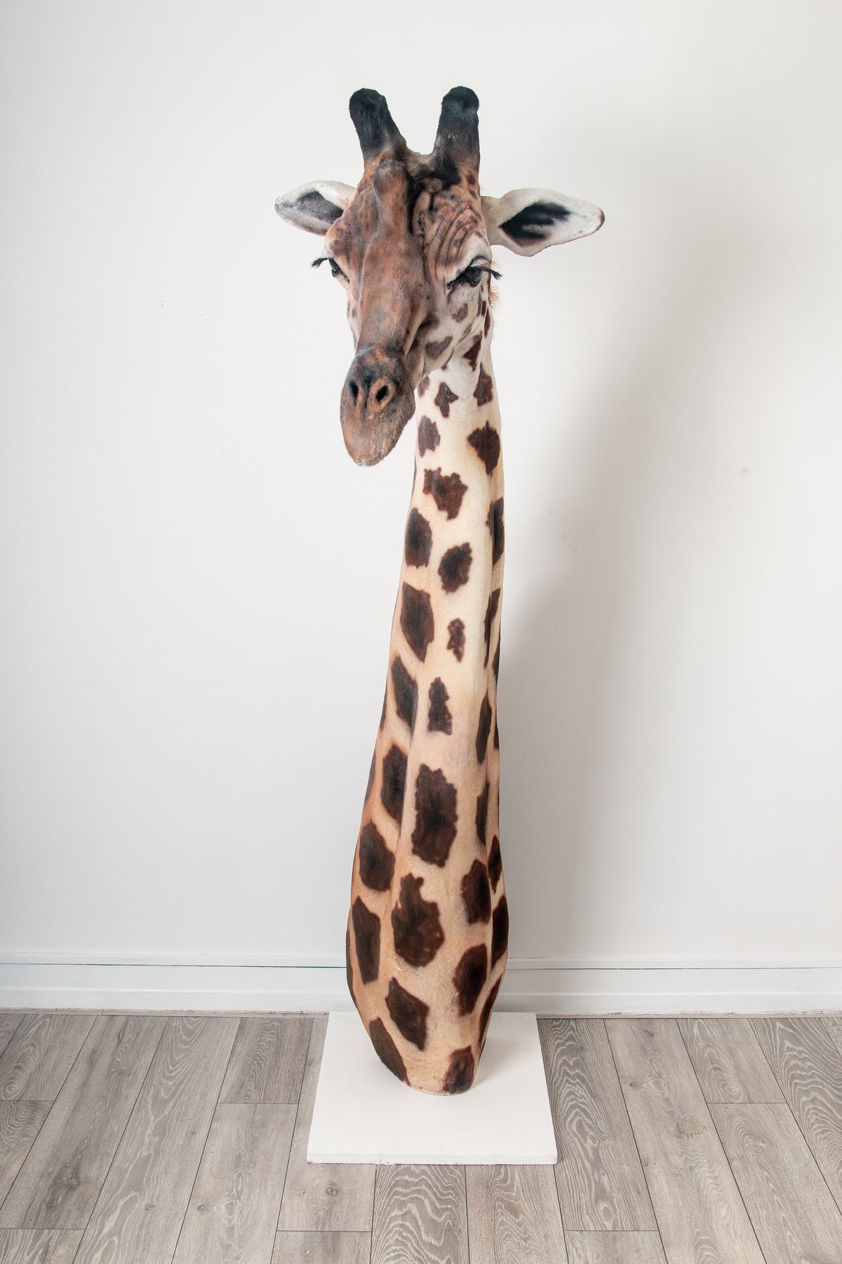 Image of Giraffe Sculpture