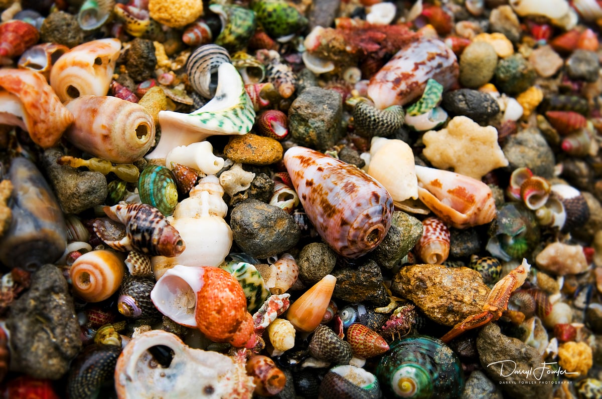Image of Shells from the Coast