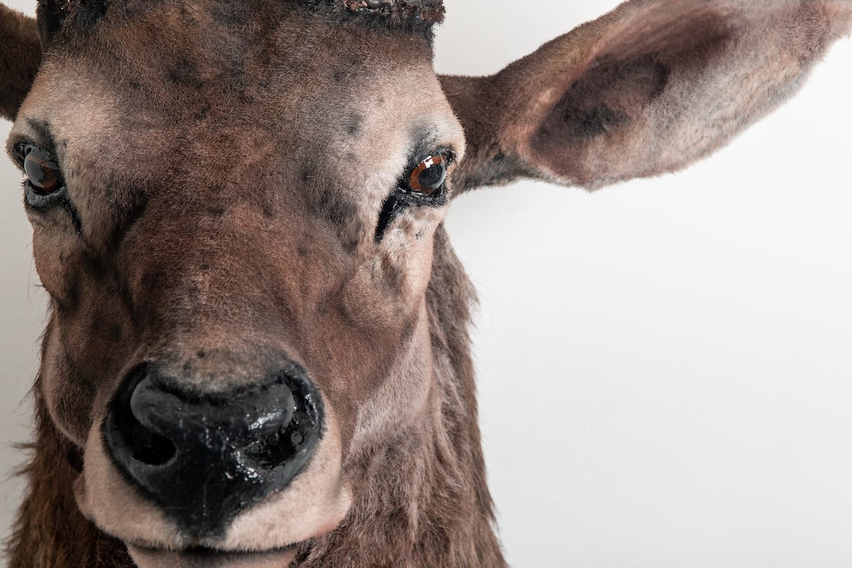 Image of Grand Stag Sculpture