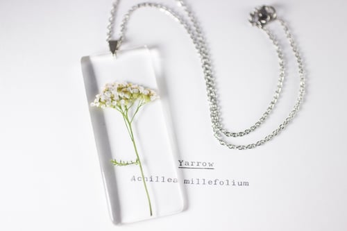 Image of Yarrow (Achillea millefolium) - Long #1