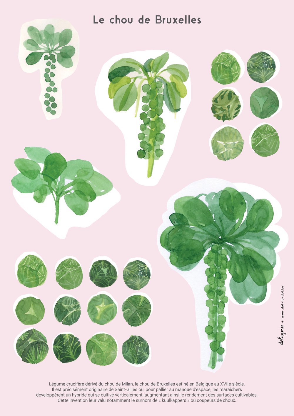 Image of Poster Comment ça pousse? Édition chou de Bruxelles ou Chicon
