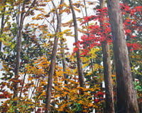Image 1 of - Alder Trees -