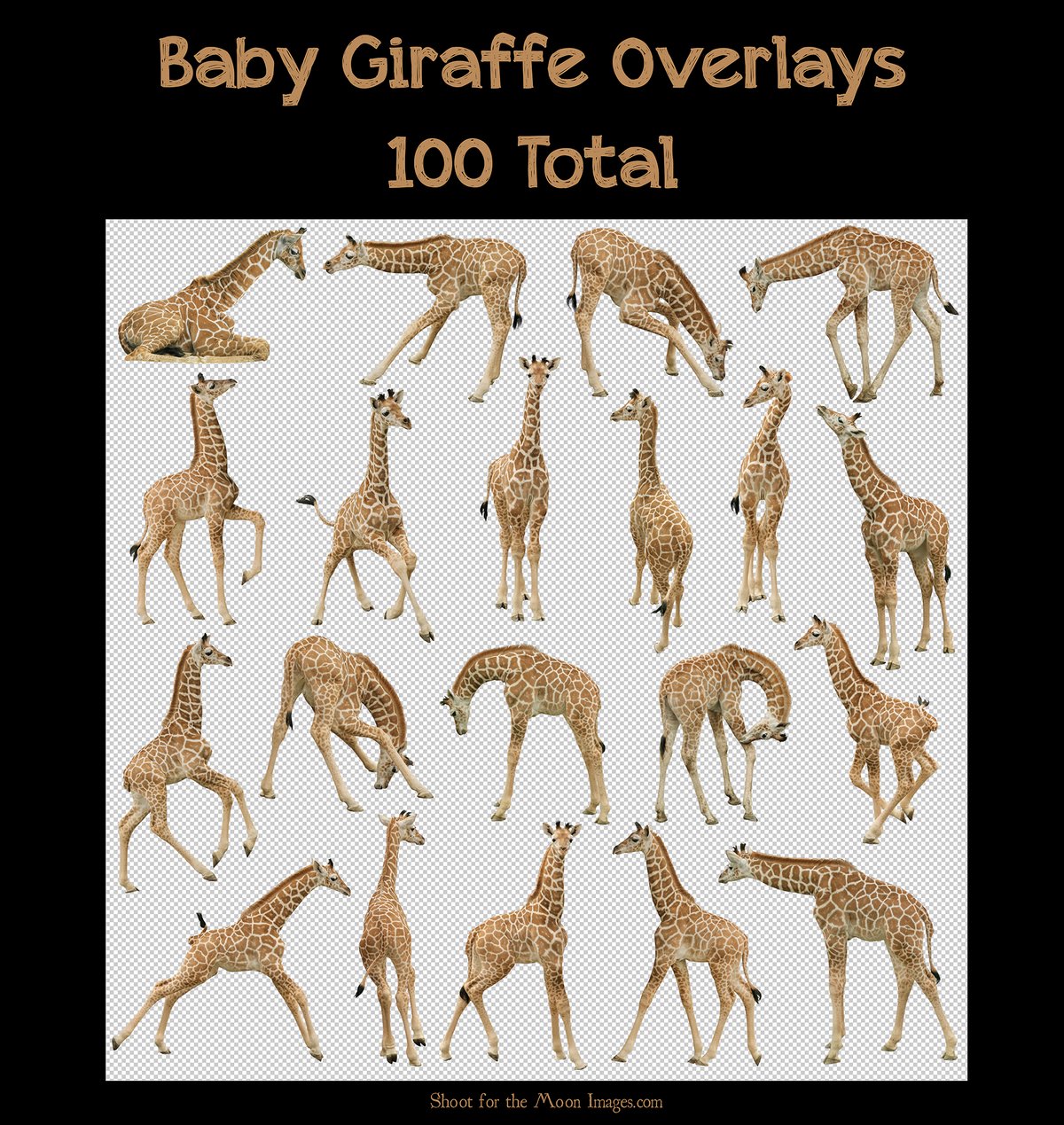 Image of Baby Giraffe Overlays