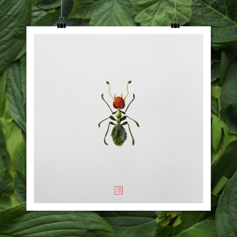 Image of Natura Insects Series 6 -Desert Creatures-