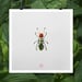 Image of Natura Insects Series 6 -Desert Creatures-