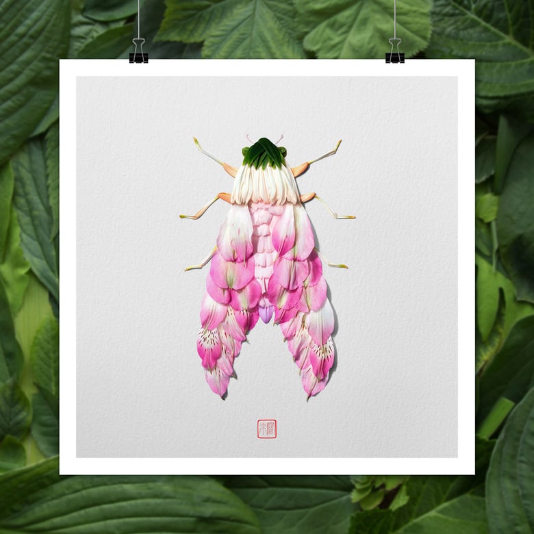 Image of Natura Insects Series 7 -Spring 2019-