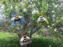 Image 5 of Bumblebees!!