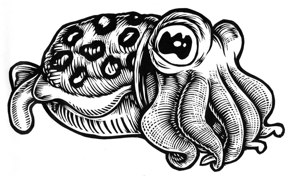 Cuttlefish T-shirt (A1) **FREE SHIPPING**