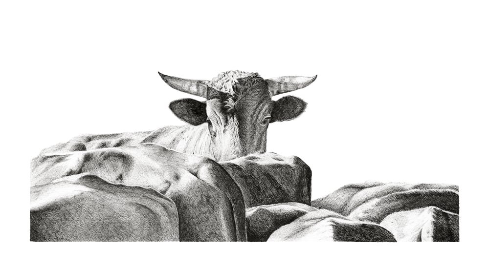 Image of "The Pilbara Stare"