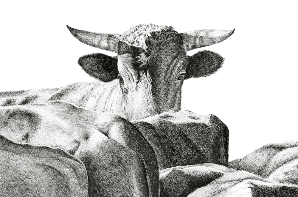 Image of "The Pilbara Stare"