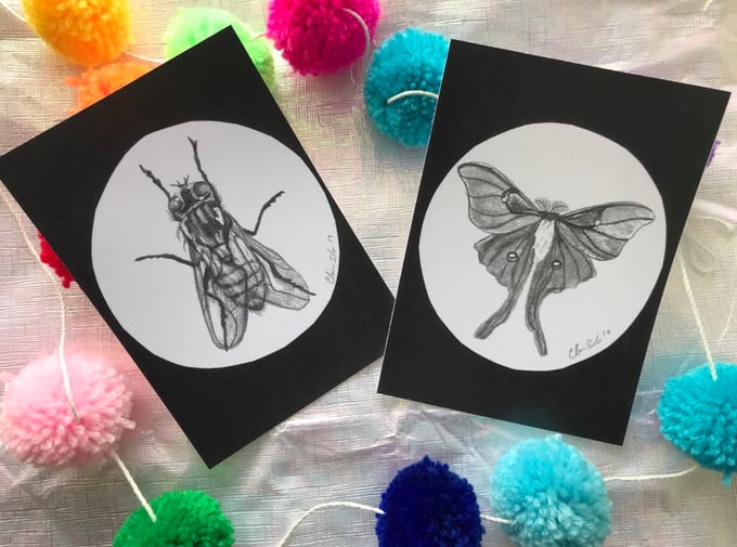 Image of The Moth and The Fly Print Set