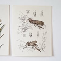 Image 7 of Planches De Bestiaire Du Muséum D'histoire Naturelle _