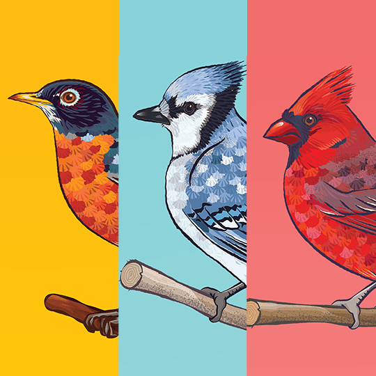 Image of North American Birds (set of three 8x8)