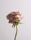 La Vie En Rose #1