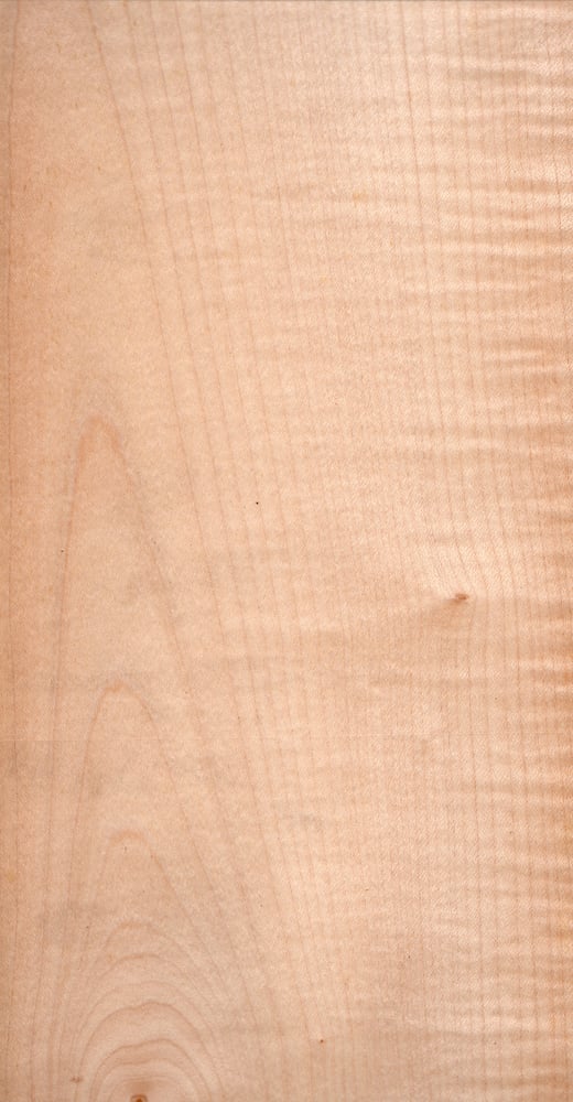 Image of European Sycamore (92)