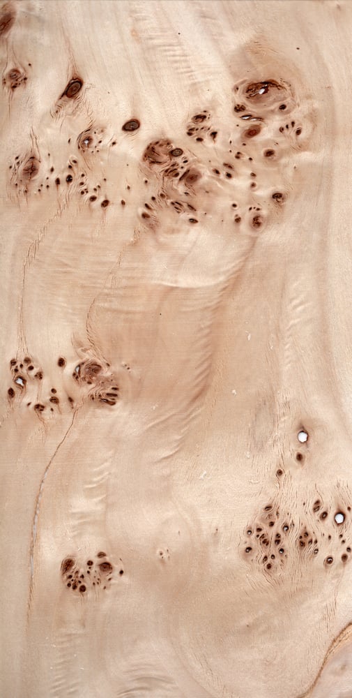Image of Yellow Poplar Burr (173)