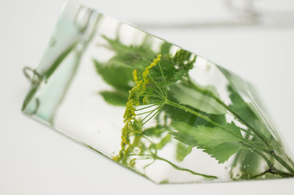 Image of Golden Alexander (Zizia aurea) - Chunky Statement Piece #1