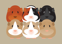 Image 1 of Guinea Pig Collection