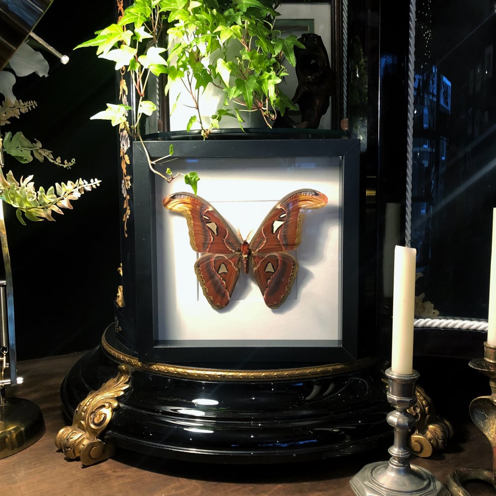 Image of Framed Attacus Atlas Moth 