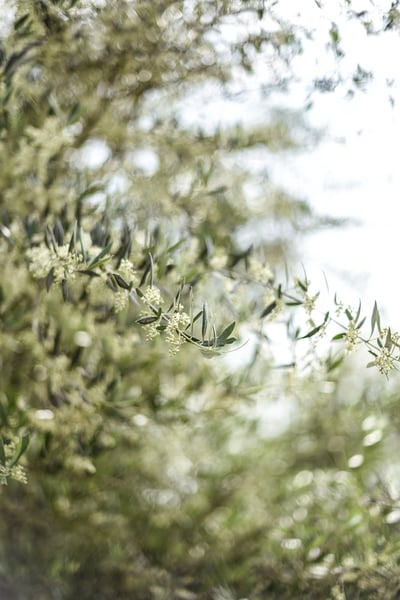 Image of Les oliviers