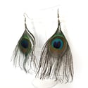 Beautiful Peacock Feather Earrings