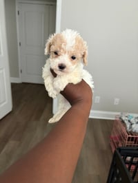Image 2 of Summer Maltipoo’s 