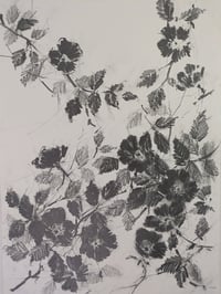 Wild rose no. II