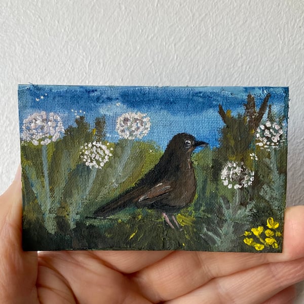 Image of lady blackbird with dandelion clocks