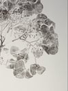 Hydrangea A3 - Original Botanical Monoprint