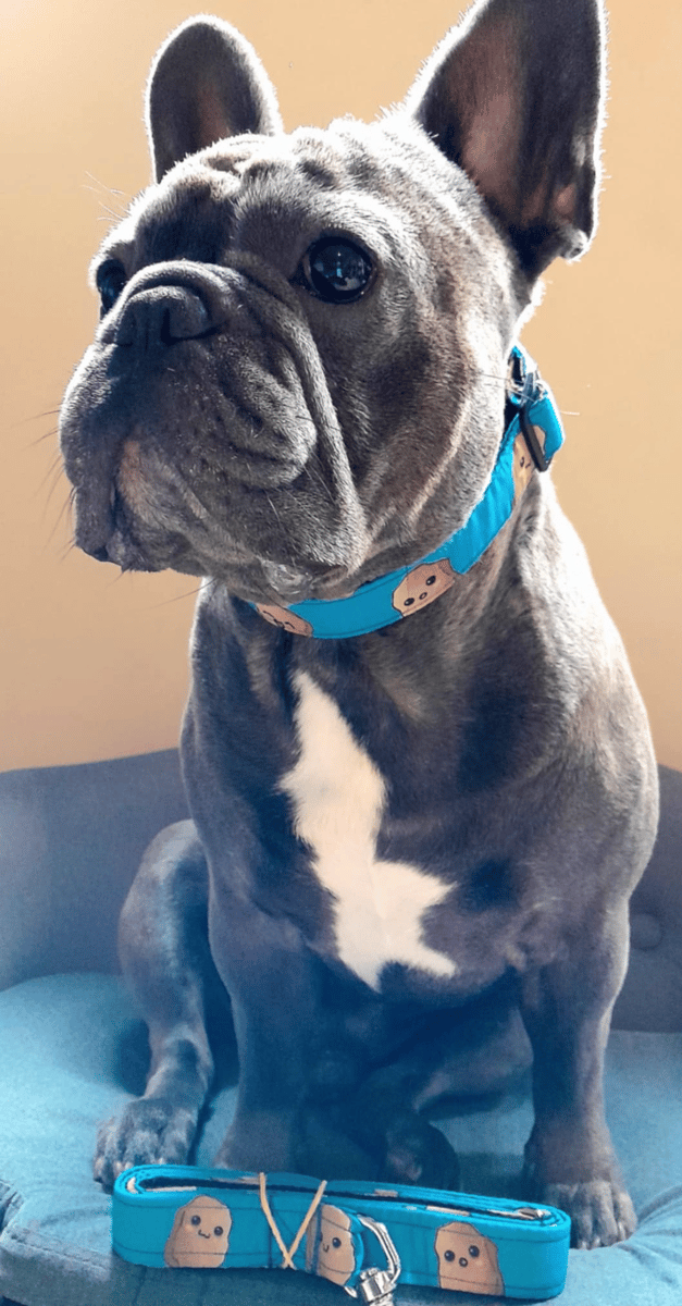 Chicken Nuggets Blue The Barking Boutique - Main Image