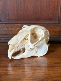 Image 1 of wild eu rabbit skull