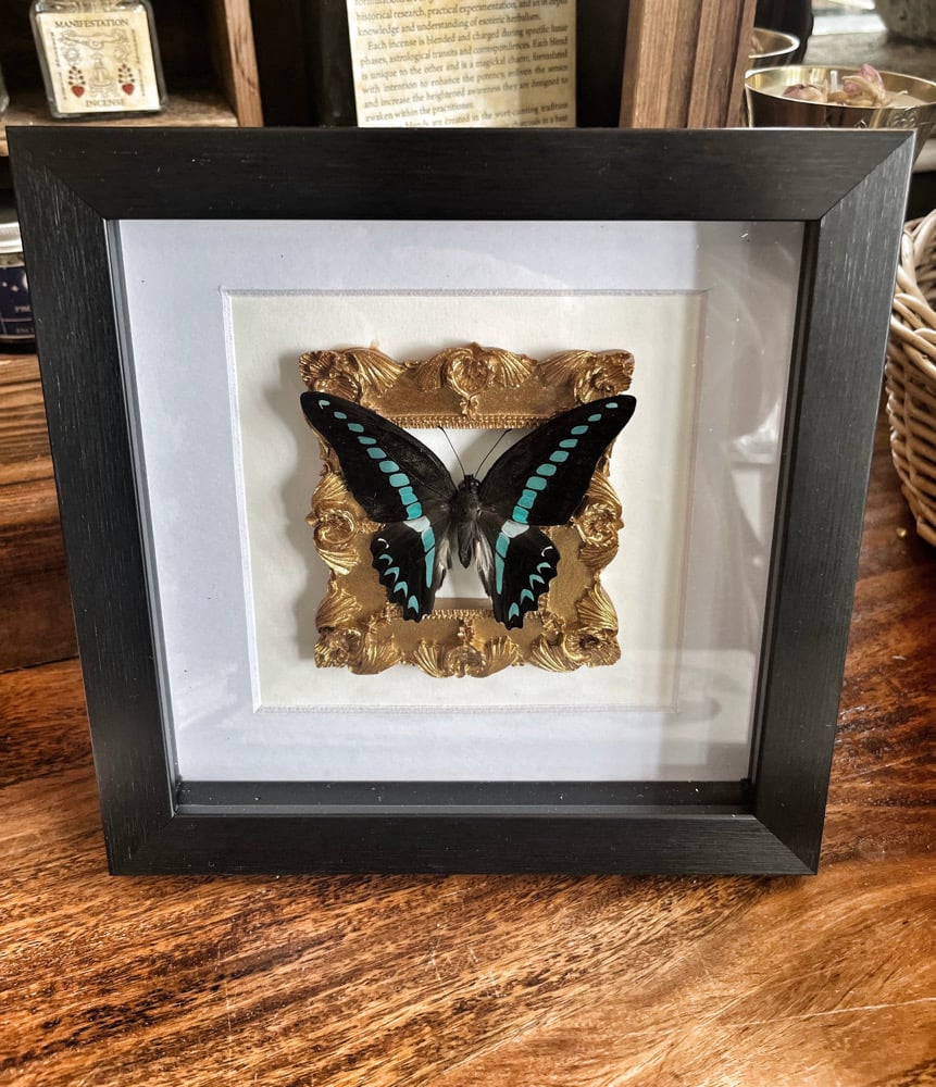 Image of Graphium Milon Framed Butterfly 